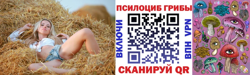 Псилоцибиновые грибы Psilocybe  Купить  Буй 
